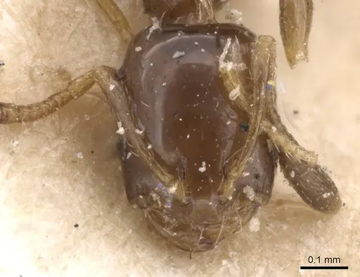 Monomorium rosae specimen RMCAENT000017774 image rmcaent000017774_2
