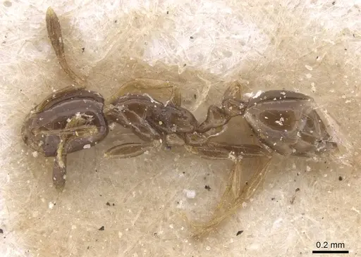 Monomorium rosae specimen RMCAENT000017774 image rmcaent000017774_3