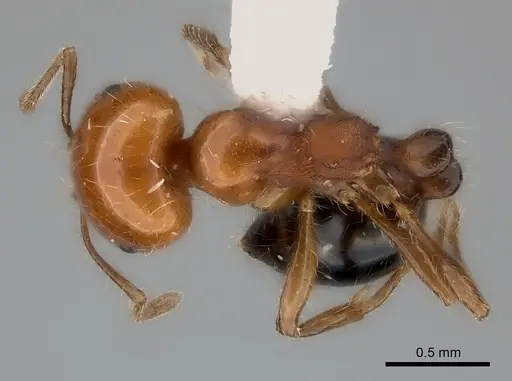 Monomorium rothsteini specimen CASENT0217889 image casent0217889_1