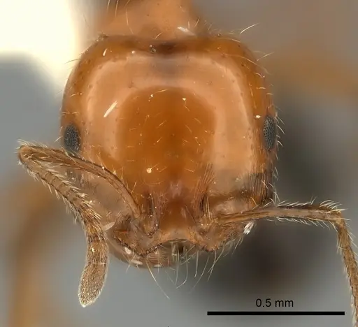 Monomorium rothsteini specimen CASENT0217889 image casent0217889_2