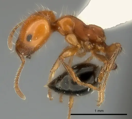 Monomorium rothsteini specimen CASENT0217889 image casent0217889_3