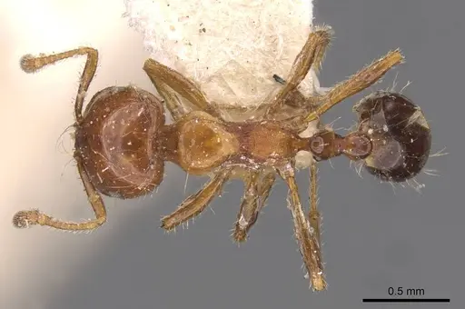 Monomorium rothsteini specimen CASENT0908683 image casent0908683_1