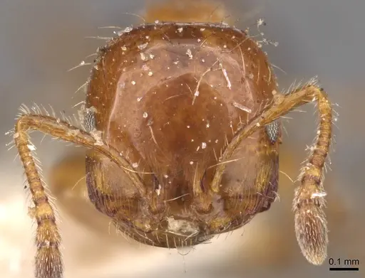 Monomorium rothsteini specimen CASENT0908683 image casent0908683_2