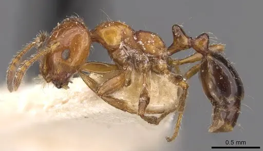 Monomorium rothsteini specimen CASENT0908683 image casent0908683_3