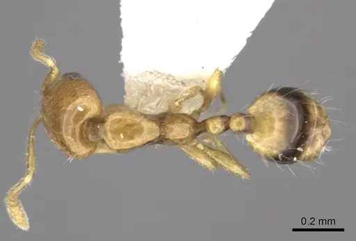 Monomorium rotundatum specimen CASENT0217135 image casent0217135_1