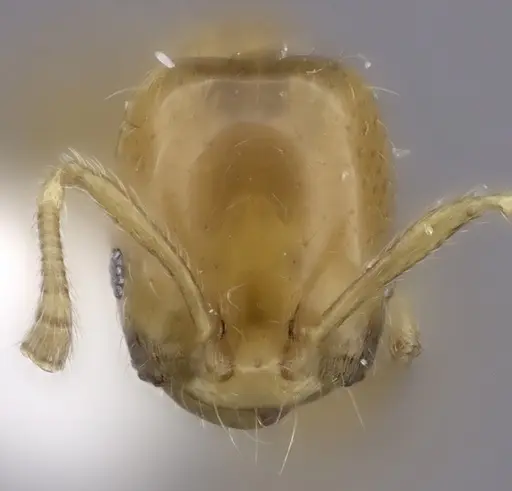 Monomorium rotundatum specimen CASENT0217135 image casent0217135_2