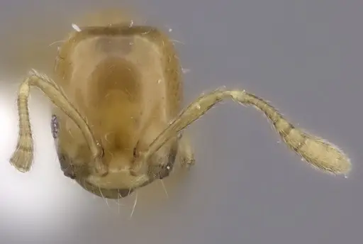 Monomorium rotundatum specimen CASENT0217135 image casent0217135_3