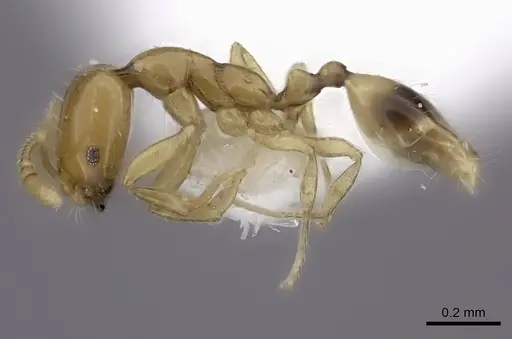 Monomorium rotundatum specimen CASENT0217135 image casent0217135_4