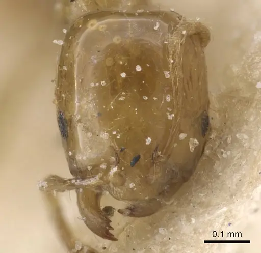 Monomorium rotundatum specimen CASENT0913832 image casent0913832_2