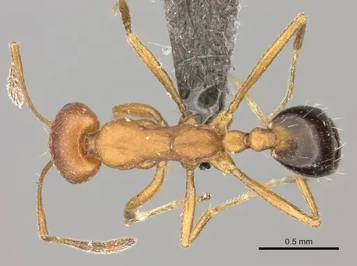 Monomorium rufulum specimen CASENT0235927 image casent0235927_1