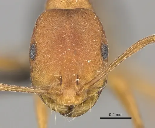 Monomorium rufulum specimen CASENT0235927 image casent0235927_2
