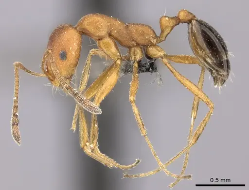 Monomorium rufulum specimen CASENT0235927 image casent0235927_3