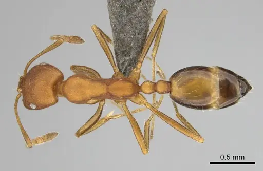 Monomorium rufulum specimen CASENT0253786 image casent0253786_1