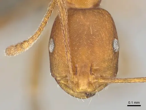 Monomorium rufulum specimen CASENT0253786 image casent0253786_2