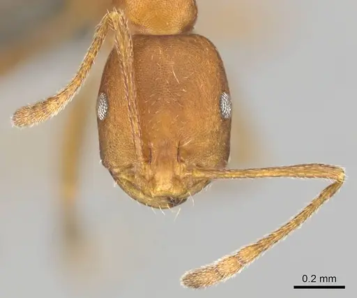 Monomorium rufulum specimen CASENT0253786 image casent0253786_3