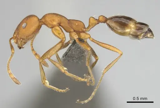 Monomorium rufulum specimen CASENT0253786 image casent0253786_4