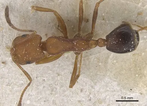 Monomorium rufulum specimen CASENT0913833 image casent0913833_1