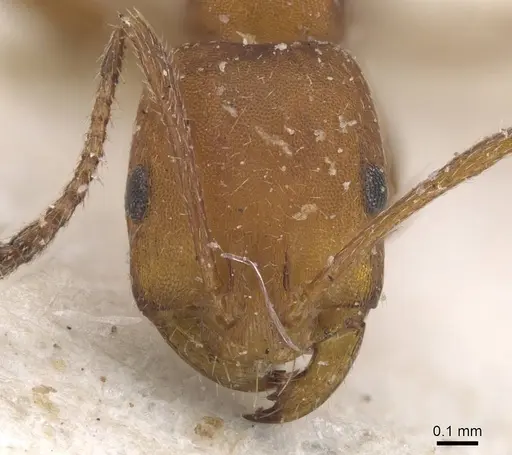 Monomorium rufulum specimen CASENT0913833 image casent0913833_2