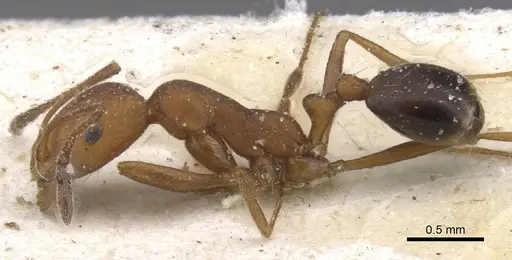 Monomorium rufulum specimen CASENT0913833 image casent0913833_3