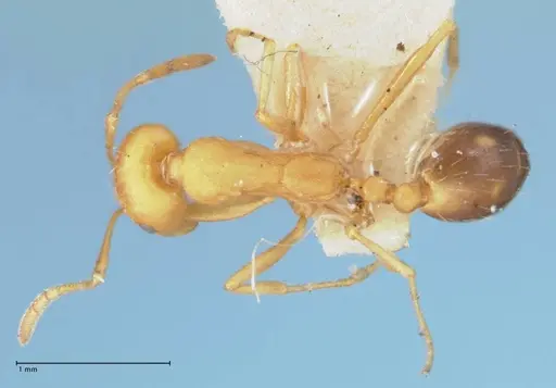 Monomorium rufulum specimen FOCOL1735 image focol1735_1