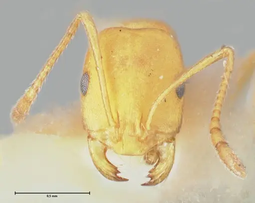 Monomorium rufulum specimen FOCOL1735 image focol1735_2