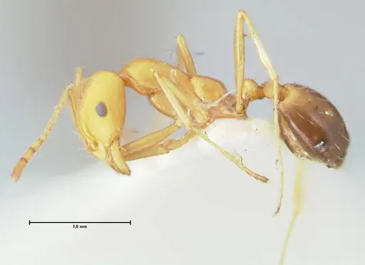 Monomorium rufulum specimen FOCOL1735 image focol1735_3