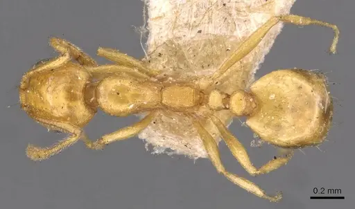 Monomorium sagei specimen CASENT0908733 image casent0908733_1