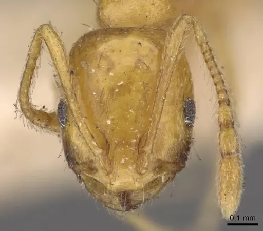 Monomorium sagei specimen CASENT0908733 image casent0908733_2