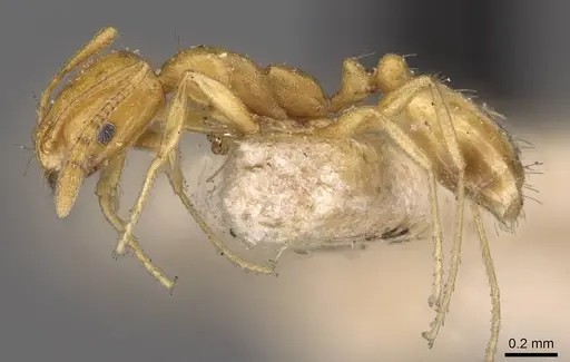 Monomorium sagei specimen CASENT0908733 image casent0908733_3