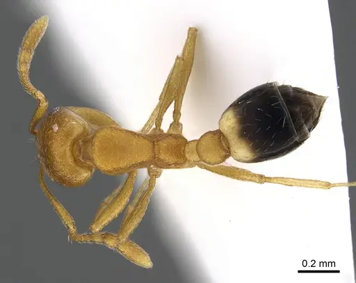 Monomorium sahlbergi specimen ANTWEB1041895 image antweb1041895_1