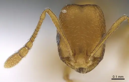 Monomorium sahlbergi specimen ANTWEB1041895 image antweb1041895_2