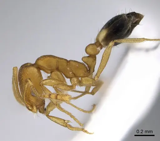 Monomorium sahlbergi specimen ANTWEB1041895 image antweb1041895_3