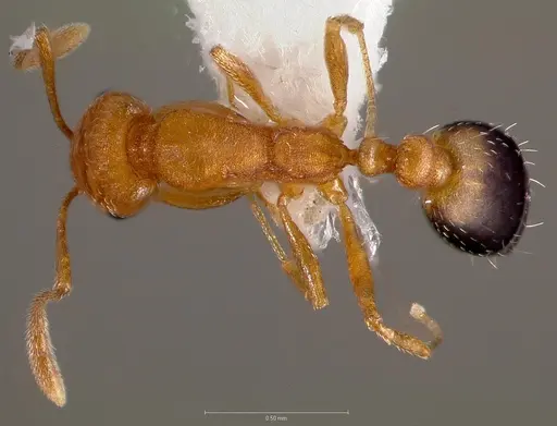 Monomorium sahlbergi specimen CASENT0005783 image casent0005783_1