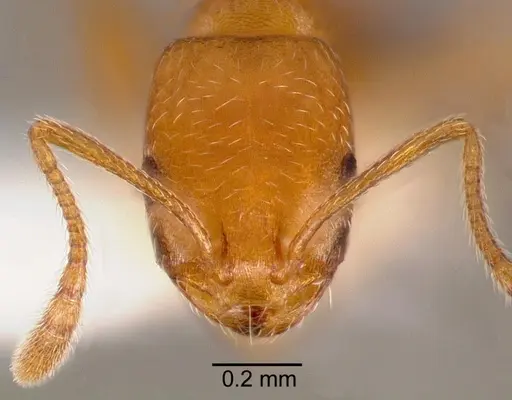 Monomorium sahlbergi specimen CASENT0005783 image casent0005783_2