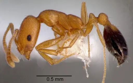 Monomorium sahlbergi specimen CASENT0005783 image casent0005783_3