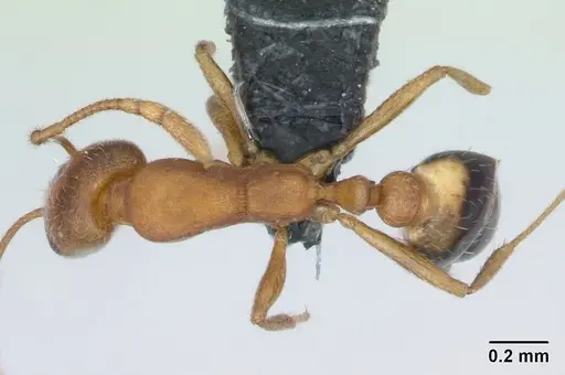 Monomorium sahlbergi specimen CASENT0125194 image casent0125194_1