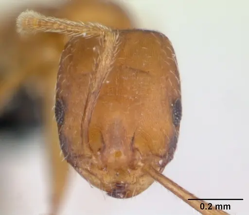 Monomorium sahlbergi specimen CASENT0125194 image casent0125194_2