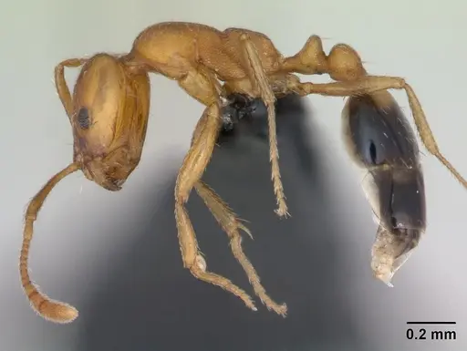 Monomorium sahlbergi specimen CASENT0125194 image casent0125194_3