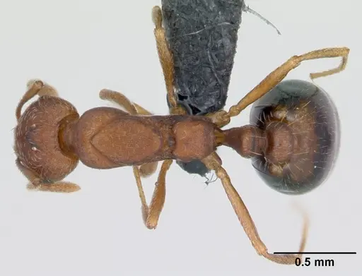 Monomorium sahlbergi specimen CASENT0125334 image casent0125334_1