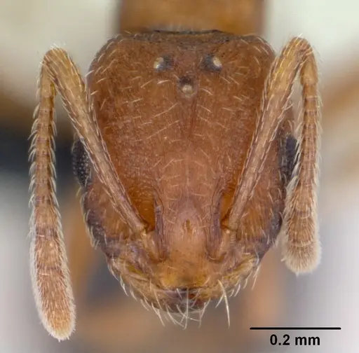 Monomorium sahlbergi specimen CASENT0125334 image casent0125334_2