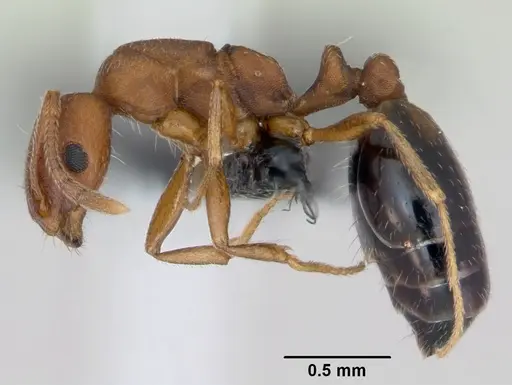 Monomorium sahlbergi specimen CASENT0125334 image casent0125334_3