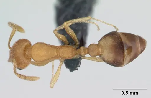 Monomorium sahlbergi specimen CASENT0173319 image casent0173319_1