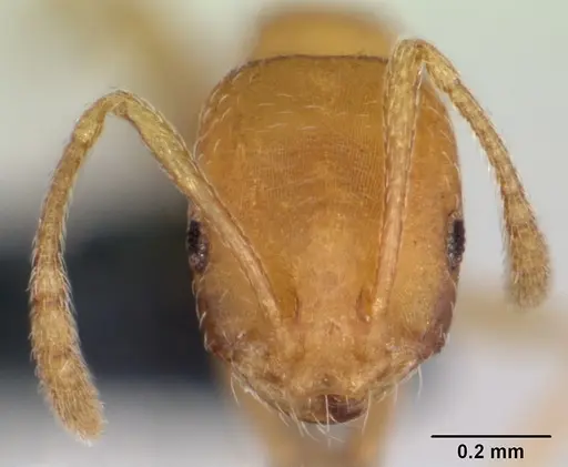 Monomorium sahlbergi specimen CASENT0173319 image casent0173319_2