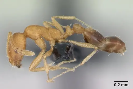 Monomorium sahlbergi specimen CASENT0173319 image casent0173319_3