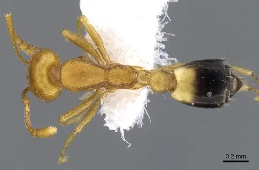 Monomorium sahlbergi specimen CASENT0746622 image casent0746622_1