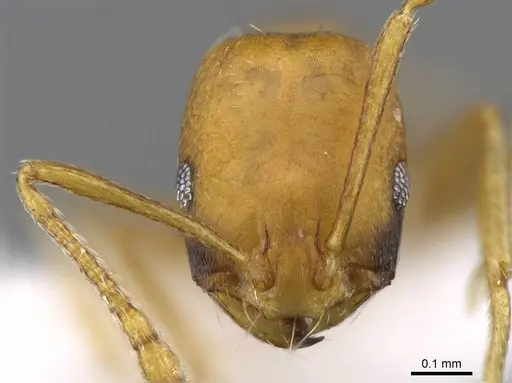 Monomorium sahlbergi specimen CASENT0746622 image casent0746622_2