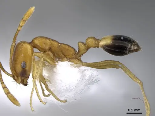 Monomorium sahlbergi specimen CASENT0746622 image casent0746622_3
