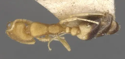 Monomorium sahlbergi specimen CASENT0902222 image casent0902222_1