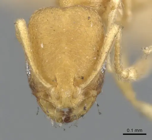 Monomorium sahlbergi specimen CASENT0902222 image casent0902222_2