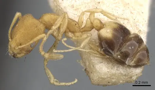 Monomorium sahlbergi specimen CASENT0902222 image casent0902222_3